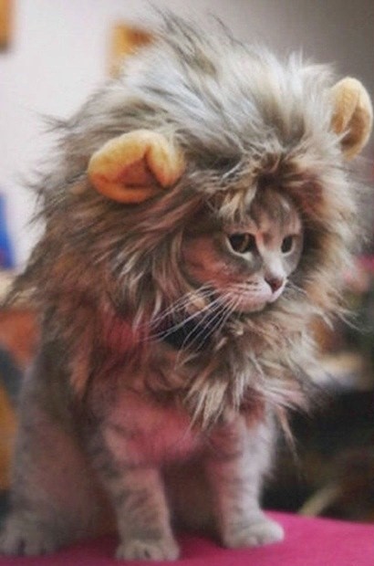 lion mane cat costume