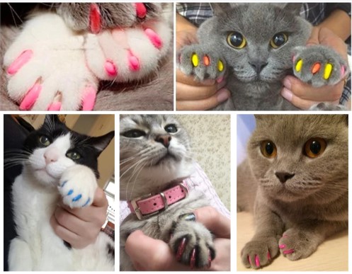 Claw Caps Nail Covers The Cultured Cat